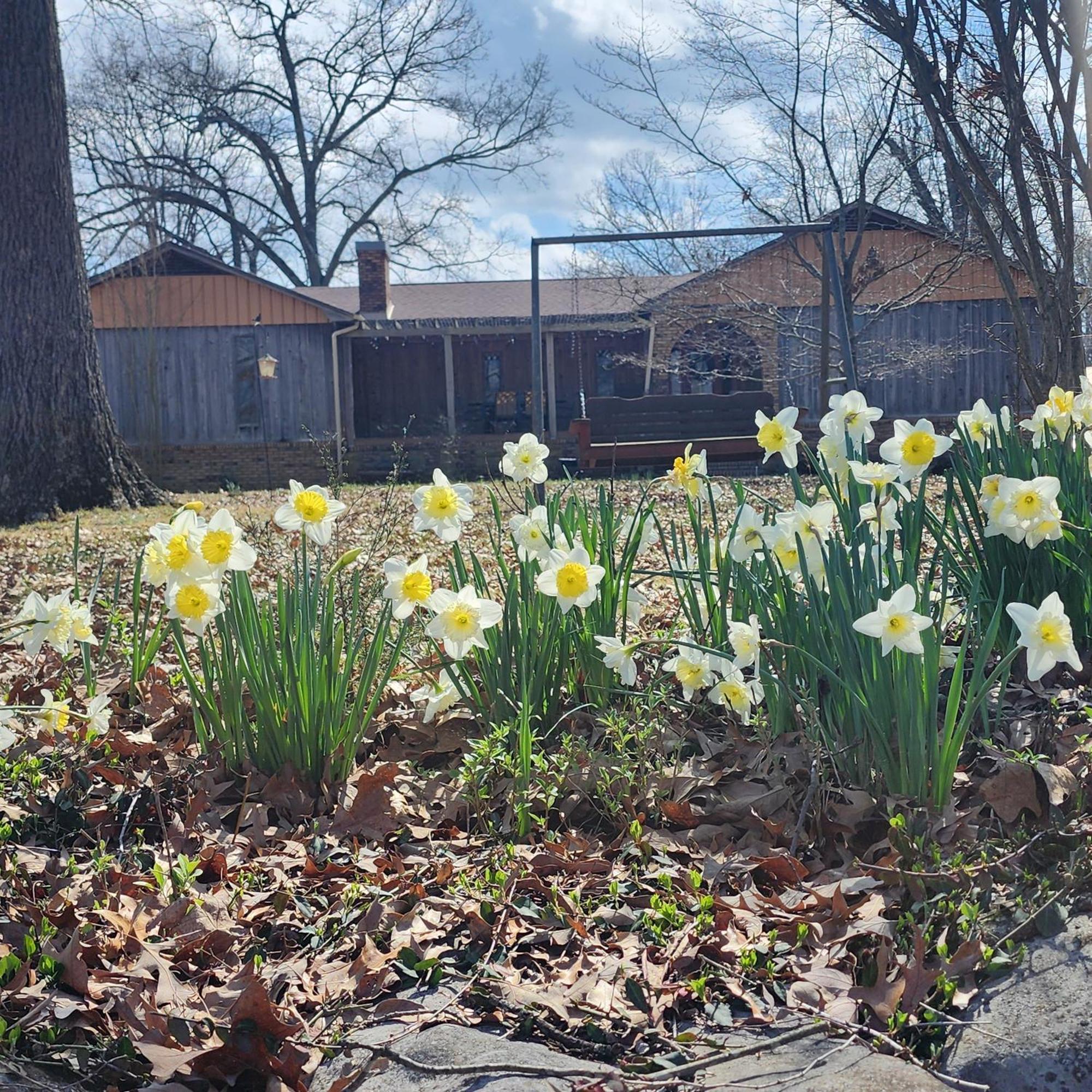 Sisters On Sycamore B&B Russellville Esterno foto